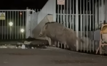 Slika od VIDEO: Ogroman vepar šokirao Zagrepčane. ‘Ovo nije svinja, ovo je zakamuflirani nosorog’