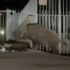 Slika od VIDEO: Ogroman vepar šokirao Zagrepčane. ‘Ovo nije svinja, ovo je zakamuflirani nosorog’