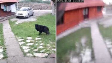 Slika od VIDEO Pogledajte kako je treslo u Rakovici: ‘Pas se uznemirio!’