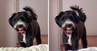 Slika od VIDEO Vlasnica nije mogla vjerovati kad je vidjela što njen pas drži u ustima