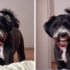 Slika od VIDEO Vlasnica nije mogla vjerovati kad je vidjela što njen pas drži u ustima