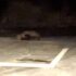 Slika od VIDEO Žena snimila tučnjavu jazavaca na splitskom Žnjanu: ‘Kolju se tu, nije nam svejedno’