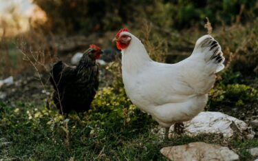 Slika od Više od 100 divljih kokoši maltretira cijelo selo. ‘Izvan kontrole su’