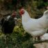 Slika od Više od 100 divljih kokoši maltretira cijelo selo. ‘Izvan kontrole su’