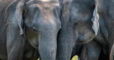 Slika od Za slonove, kao i za ljude, pozdravljanje je kompleksna stvar