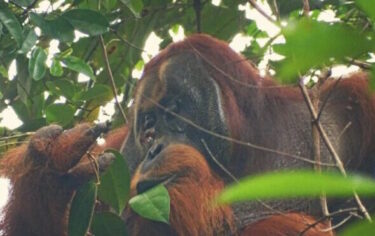 Slika od Zapanjujuće otkriće: Orangutan viđen kako ranu na licu iscjeljuje ljekovitom biljkom, baš poput čovjeka