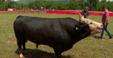 Slika od Doznajemo sudbinu bika koji je probo muškarca u Radošiću: ‘Izgledno je da će završit u mesnici’