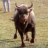 Slika od Dva mlada bika pobjegla iz klaonice! Policija upozorava: “Ne približavajte im se”