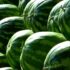 Slika od Evo kako prepoznati najsočniju lubenicu i to bez diranja: Dovoljno je potražiti jedan znak