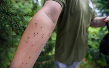 Slika od Hrvatski grad ‘u crvenom’ zbog najezde komaraca, NZJZ izdao nove preporuke