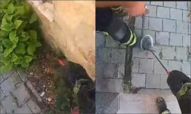 Slika od Hrvatski vatrogasci hvatali zmiju i objavili snimku: ‘Imamo povećan broj intervencija’