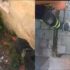 Slika od Hrvatski vatrogasci hvatali zmiju i objavili snimku: ‘Imamo povećan broj intervencija’