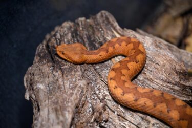 Slika od Kako prepoznati ugriz zmije otrovnice i što učiniti? ‘Najvažnije od svega je ostati miran’