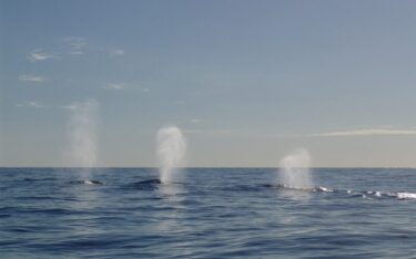 Slika od Kod Mljeta viđen kit