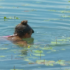 Slika od Kvaliteta vode na Jarunu i Bundeku je izvrsna: ‘Nije bolja ni u kadi pod tušem’