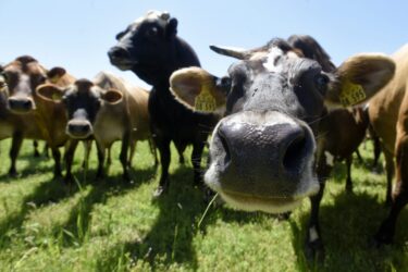 Slika od Nije Hrvatska najgora po porezima: U ovoj zemlji ni krave ne mogu izbjeći davanja