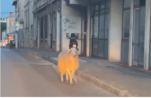 Slika od Nije odbjegla nevjesta nego ovca: Snimka iz centra Pule postala viralni hit