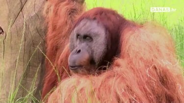 Slika od Orangutan otkrio svog favorita u prvoj utakmici Europskog prvenstva