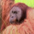 Slika od Orangutan otkrio svog favorita u prvoj utakmici Europskog prvenstva