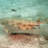 Slika od Ove jadranske morske pse proglasili su izumrlima, a onda su ih našli u drugom moru: ‘Veliki uspjeh’