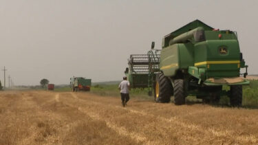 Slika od Poljoprivrednici u problemu sa pšenicom: ‘Ni 15 tona po ovim cijenama nas ne može spasiti’