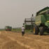 Slika od Poljoprivrednici u problemu sa pšenicom: ‘Ni 15 tona po ovim cijenama nas ne može spasiti’