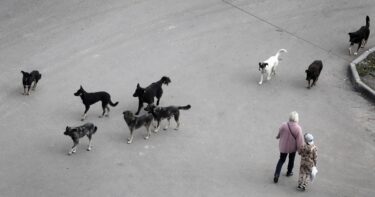Slika od Priština se bori s lutalicama. Ljudima će plaćati 50 eura mjesečno ako udome psa