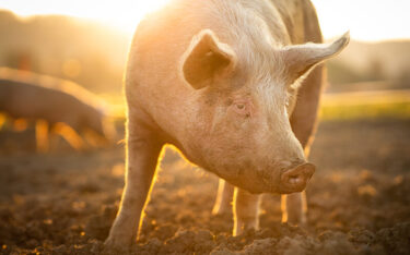 Slika od Proizvođači na nogama: Kina najavljuje istragu o uvozu svinjetine iz Europske unije