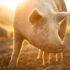 Slika od Proizvođači na nogama: Kina najavljuje istragu o uvozu svinjetine iz Europske unije