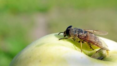 Slika od Riješite se voćnih mušica koje vam lete po hrani u pet minuta