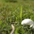 Slika od Skromna gljiva mogla bi postati vrijedan alat u borbi protiv skupog problema današnjice