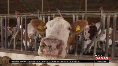 Slika od Slom domaćeg mljekarstva: Svakog se dana u prosjeku ugase 2 do 3 farme. Tko je kriv?