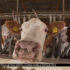 Slika od Slom domaćeg mljekarstva: Svakog se dana u prosjeku ugase 2 do 3 farme. Tko je kriv?