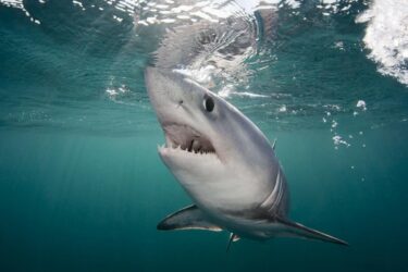 Slika od Tim predvođen splitskim znanstvenikom pronašao izumrlu jadransku vrstu morskog psa, i to gdje – u Crnom moru!