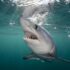 Slika od Tim predvođen splitskim znanstvenikom pronašao izumrlu jadransku vrstu morskog psa, i to gdje – u Crnom moru!