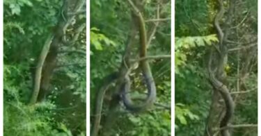 Slika od U Hercegovini snimljena zmijurina, stanovnici kažu da veću nikad nisu vidjeli!? Snimka poslana i zoolozima u Hrvatskoj