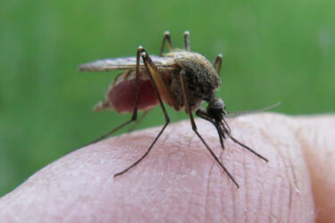 Slika od Uvijek provjerite što piše na sredstvu protiv komaraca: Mora imati ove sastojke da djeluje
