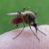 Slika od Uvijek provjerite što piše na sredstvu protiv komaraca: Mora imati ove sastojke da djeluje