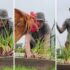 Slika od VIDEO ‘Farmer Beckham’ brao luk, a onda mu je u kadar uletio neočekivani gost: ‘Ovo je hit!’