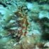 Slika od VIDEO Snimili rijetku jedinku periske kraj Lastova: ‘Zato je važno čuvati podvodni svijet’