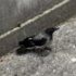 Slika od VIDEO Splićanka strahuje izaći iz kuće zbog vrana: ‘Napale su prošlog tjedna tatu’