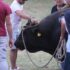 Slika od Vlasnik bika koji je ozlijedio čovjeka i organizator bikijade kazneno prijavljeni! Evo za što ih se tereti i kolika im kazna prijeti