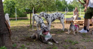 Slika od Zagreb je dobio Bark Park, vlasnici pasa su oduševljeni: “Ovo je trebalo Hrvatskoj”