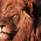 Slika od Zašto je lav kralj životinja… po Muji, naravno…