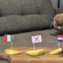 Slika od Zečica Sofi i pas Colt ni u dvoboju Hrvatske i Italije nisu se složili oko pobjednika