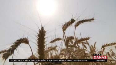 Slika od Žetva pšenice u Slavoniji nikad ranije