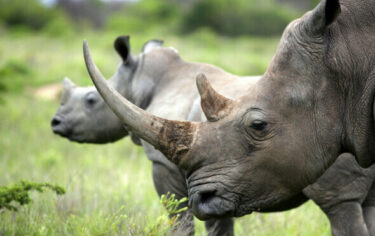Slika od Znanstvenici poduzeli inovativni potez kako bi zaustavili krivolov nosoroga: “Bit će otrovni za ljudsku prehranu”