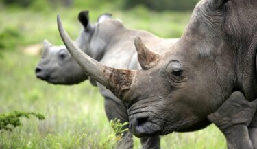 Slika od Znanstvenici ubrizgali radioaktivnu tvar u divlje nosoroge. Žele spriječiti krivolov