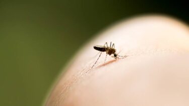 Slika od Četiri učinkovita načina kako se riješiti komaraca ovoga ljeta