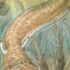 Slika od ‘Čudovište iz močvare’ zapravo je iz Namibije? Opisan fosil prapovijesnog predatora